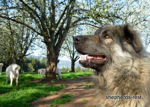 Image of Anatolian Shepherd Always Alert