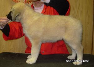 Image of Anatolian Shepherd Ellie