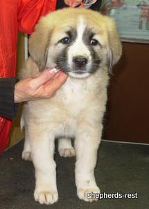 Image of Anatolian Shepherd Ellie