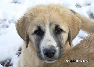 Image of Anatolian Shepherd Ellie