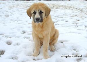 Image of Anatolian Shepherd Ellie