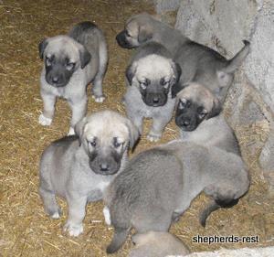Image of Anatolian Shepherd Avsar's Nazli Import