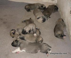 Image of Anatolian Shepherd Avsar's Nazli Import