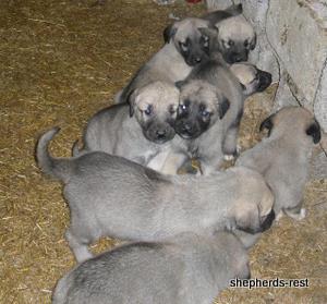 Image of Anatolian Shepherd Avsar's Nazli Import