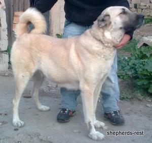 Image of Anatolian Shepherd Avsar's Nazli Import