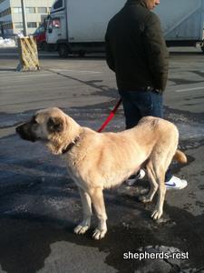 Image of Anatolian Shepherd Avsar's Nazli Import