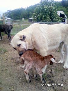 Image of Anatolian Shepherd Avsar's Nazli Import