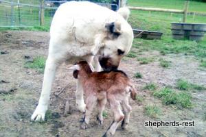 Image of Anatolian Shepherd Avsar's Nazli Import