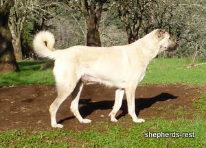 Image of Anatolian Shepherd Avsar's Nazli Import