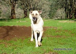 Image of Anatolian Shepherd Avsar's Nazli Import