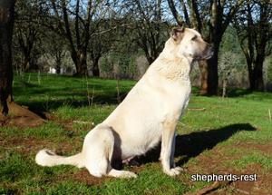 Image of Anatolian Shepherd Avsar's Nazli Import