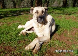 Image of Anatolian Shepherd Avsar's Nazli Import
