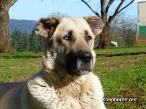 Image of Anatolian Shepherd Avsar's Nazli Import