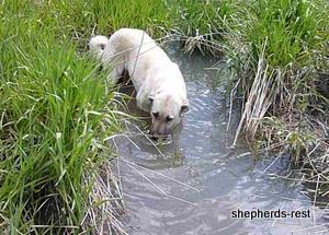 Image of Anatolian Shepherd Avsar's Nazli Import