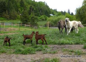 Image of Anatolian Shepherd Avsar's Nazli Import