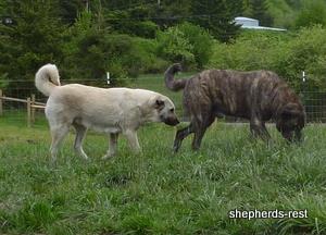 Image of Anatolian Shepherd Avsar's Nazli Import