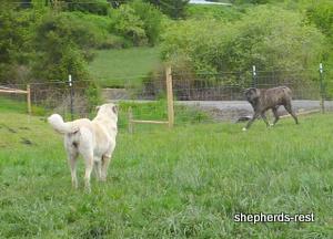 Image of Anatolian Shepherd Avsar's Nazli Import