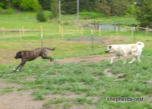 Image of Anatolian Shepherd Avsar's Nazli Import