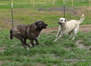 Image of Anatolian Shepherd Avsar's Nazli Import