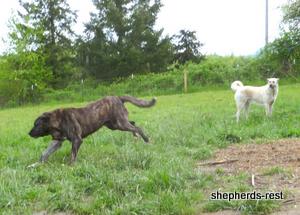 Image of Anatolian Shepherd Avsar's Nazli Import
