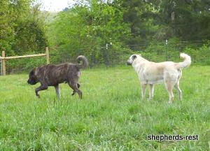 Image of Anatolian Shepherd Avsar's Nazli Import
