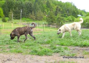 Image of Anatolian Shepherd Avsar's Nazli Import