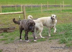 Image of Anatolian Shepherd Avsar's Nazli Import