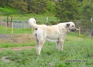 Image of Anatolian Shepherd Avsar's Nazli Import
