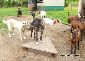 Image of Anatolian Shepherd Avsar's Nazli Import
