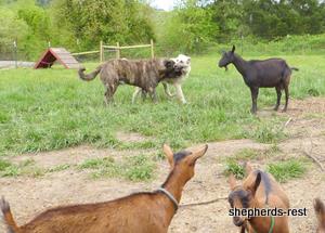 Image of Anatolian Shepherd Avsar's Nazli Import