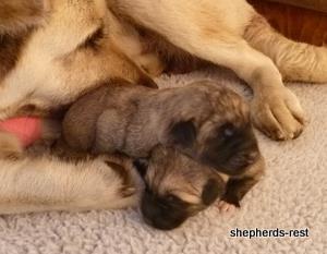 Image of Anatolian Shepherd Avsar's Nazli Import