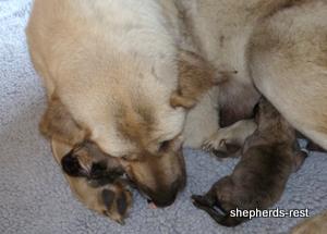 Image of Anatolian Shepherd Avsar's Nazli Import