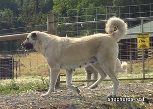 Image of Anatolian Shepherd Avsar's Nazli Import
