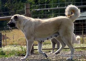 Image of Anatolian Shepherd Avsar's Nazli Import