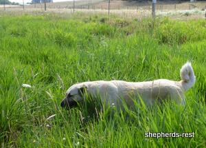 Image of Anatolian Shepherd Avsar's Nazli Import