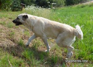 Image of Anatolian Shepherd Avsar's Nazli Import
