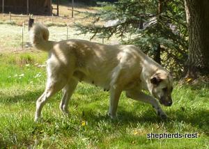 Image of Anatolian Shepherd Avsar's Nazli Import