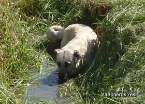 Image of Anatolian Shepherd Avsar's Nazli Import