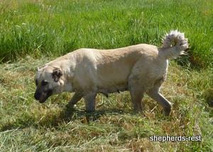 Image of Anatolian Shepherd Avsar's Nazli Import