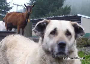 Image of Anatolian Shepherd Avsar's Nazli Import