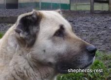 Image of Anatolian Shepherd Avsar's Nazli Import