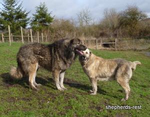 Image of Anatolian Shepherd Avsar's Nazli Import