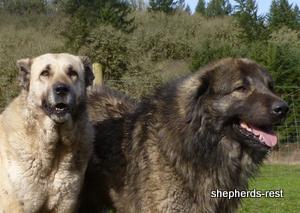 Image of Anatolian Shepherd Avsar's Nazli Import