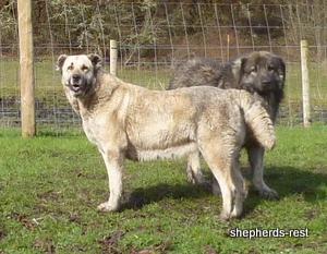 Image of Anatolian Shepherd Avsar's Nazli Import