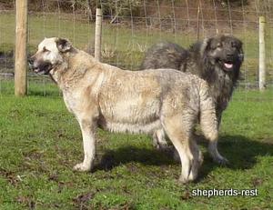 Image of Anatolian Shepherd Avsar's Nazli Import