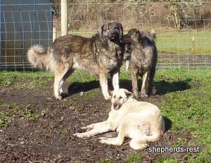 Image of Anatolian Shepherd Avsar's Nazli Import