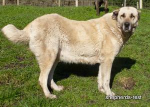 Image of Anatolian Shepherd Avsar's Nazli Import