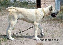 Image of Anatolian Shepherd Avsar's Nazli Import
