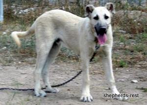 Image of Anatolian Shepherd Avsar's Nazli Import