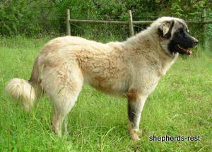 Image of Anatolian Shepherd Akis